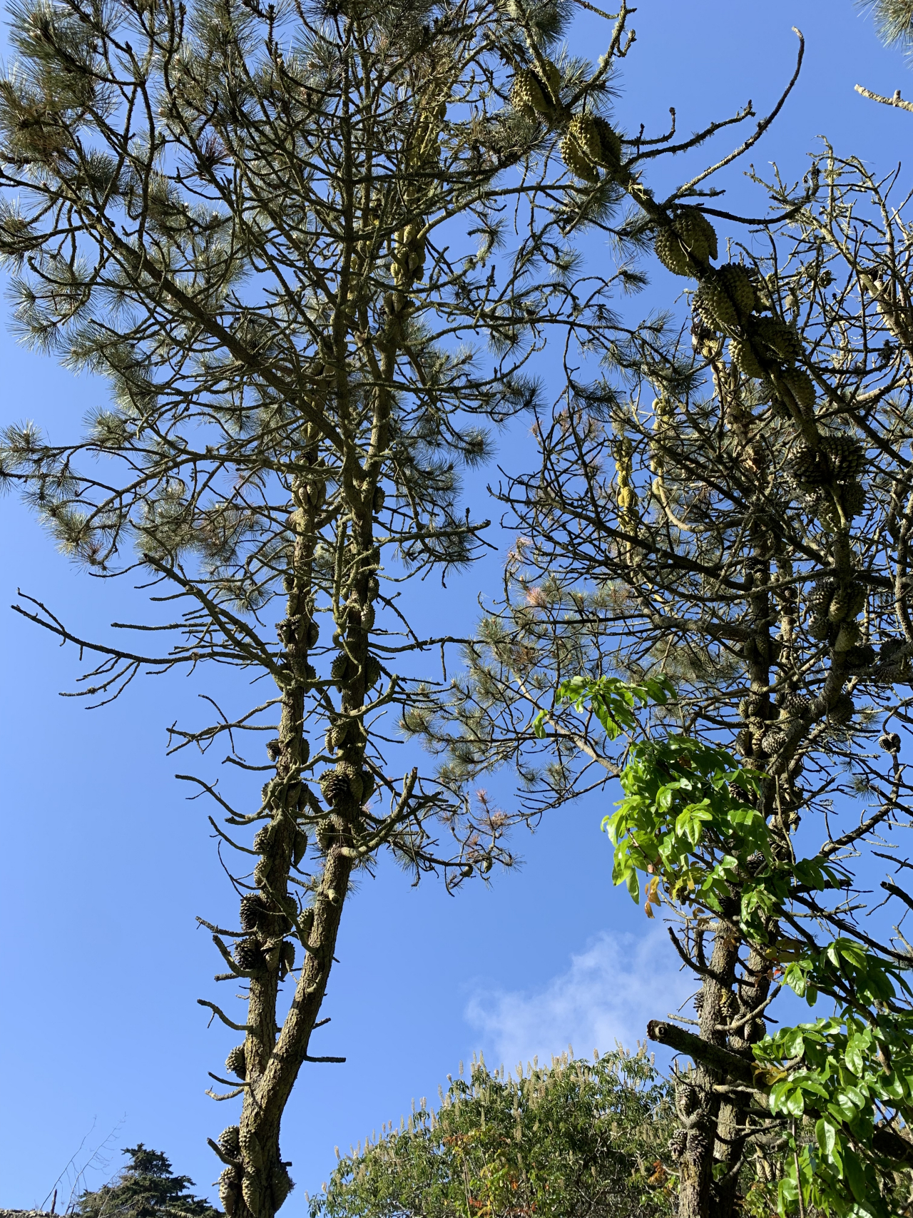 旧金山植物园拍到这样一张照片,两棵树好像在传递一个意念:分享成果