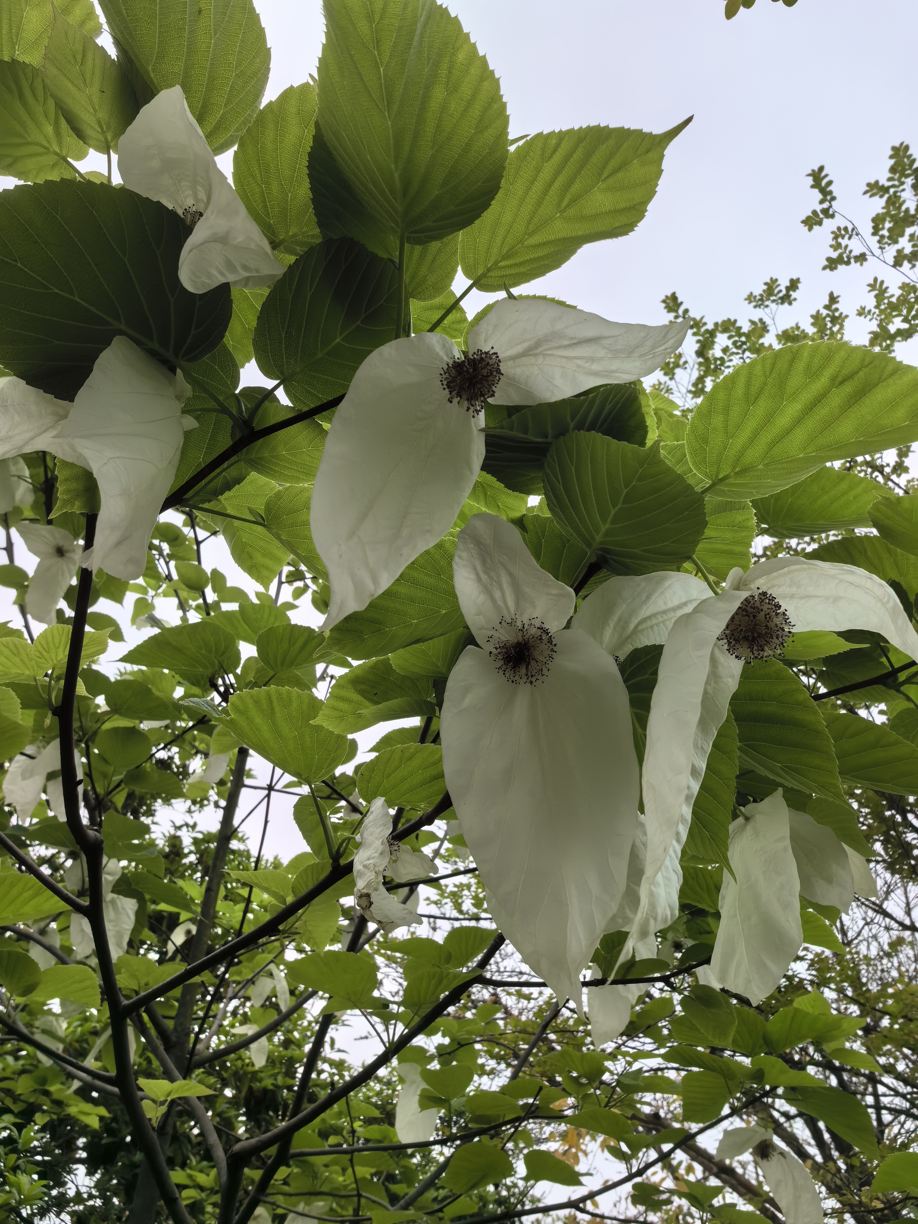我国一级珍惜濒危保护植物中的珍品,也是全世界著名的观赏性植物之一