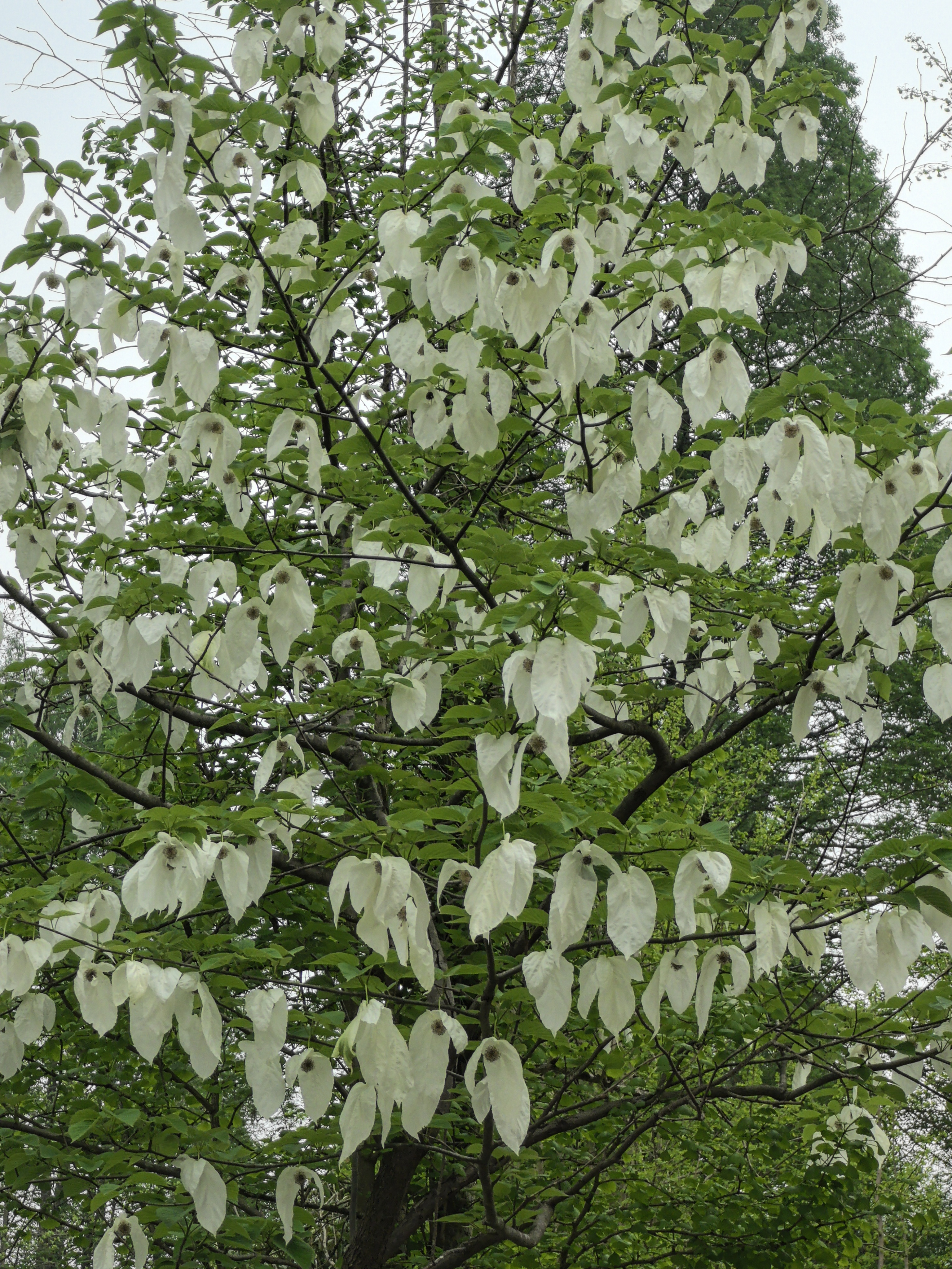 我国一级珍惜濒危保护植物中的珍品,也是全世界著名的观赏性植物之一