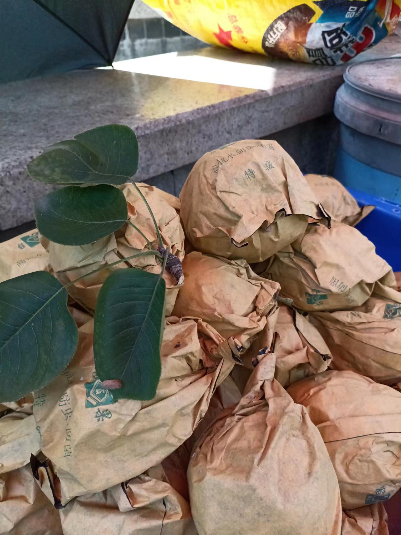 苍溪特产苍溪梨,入口化渣,味道甜美,果中臻品!