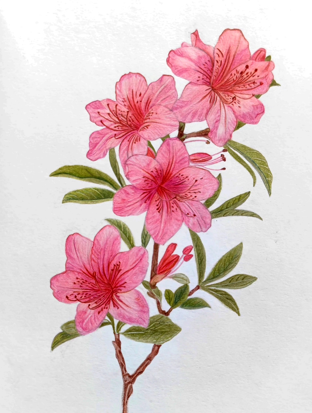 画友们新年快乐!95 新年彩铅画 杜鹃花94