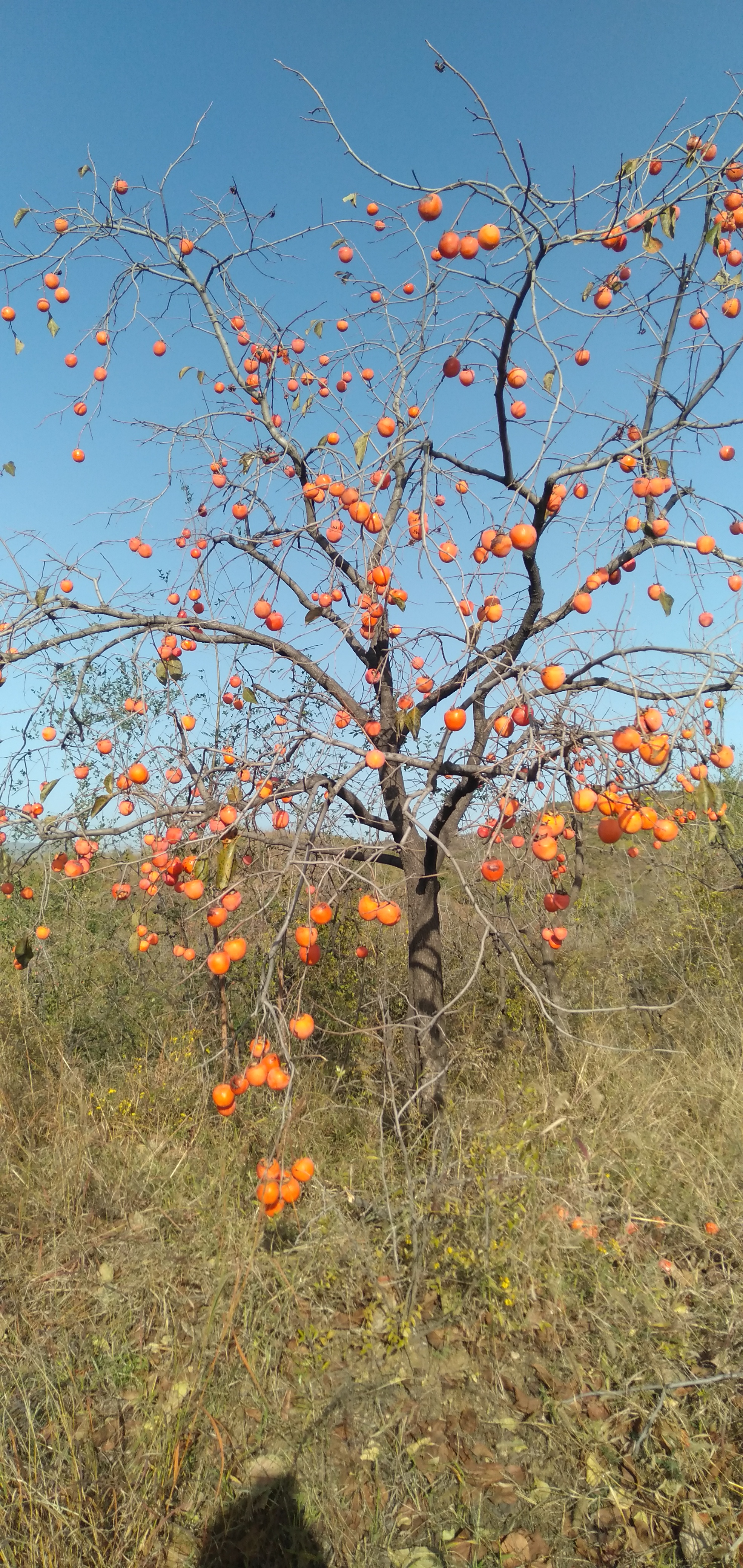 柿子是一种非常受欢迎的水果,它的口感甜美,营养丰富,深受人们的喜爱.