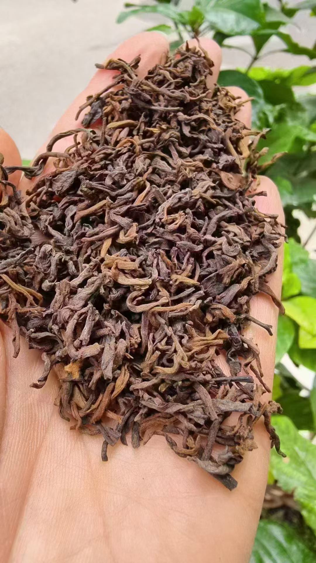 2013年高品质的老曼峨散熟茶,小框离地发酵古树熟茶,茶汤入口甘甜润滑