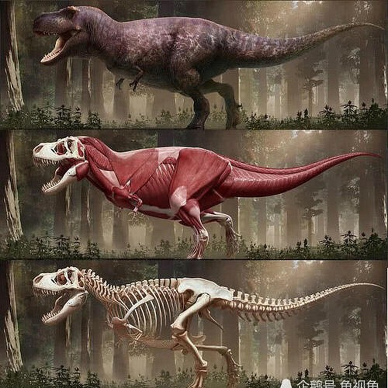 史上最精准的霸王龙复原,建议收藏