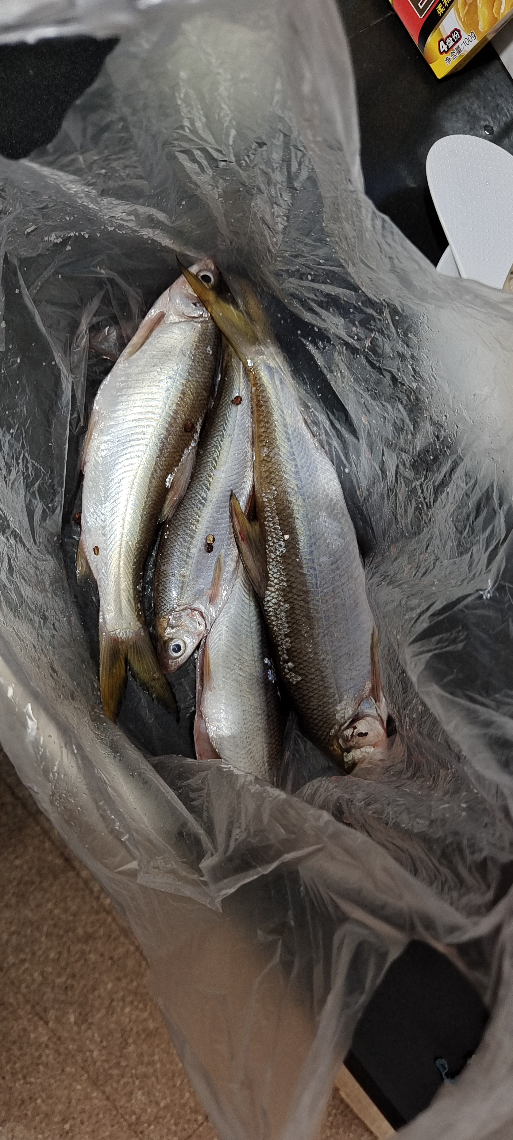 同事送来的鱼.黄尾.