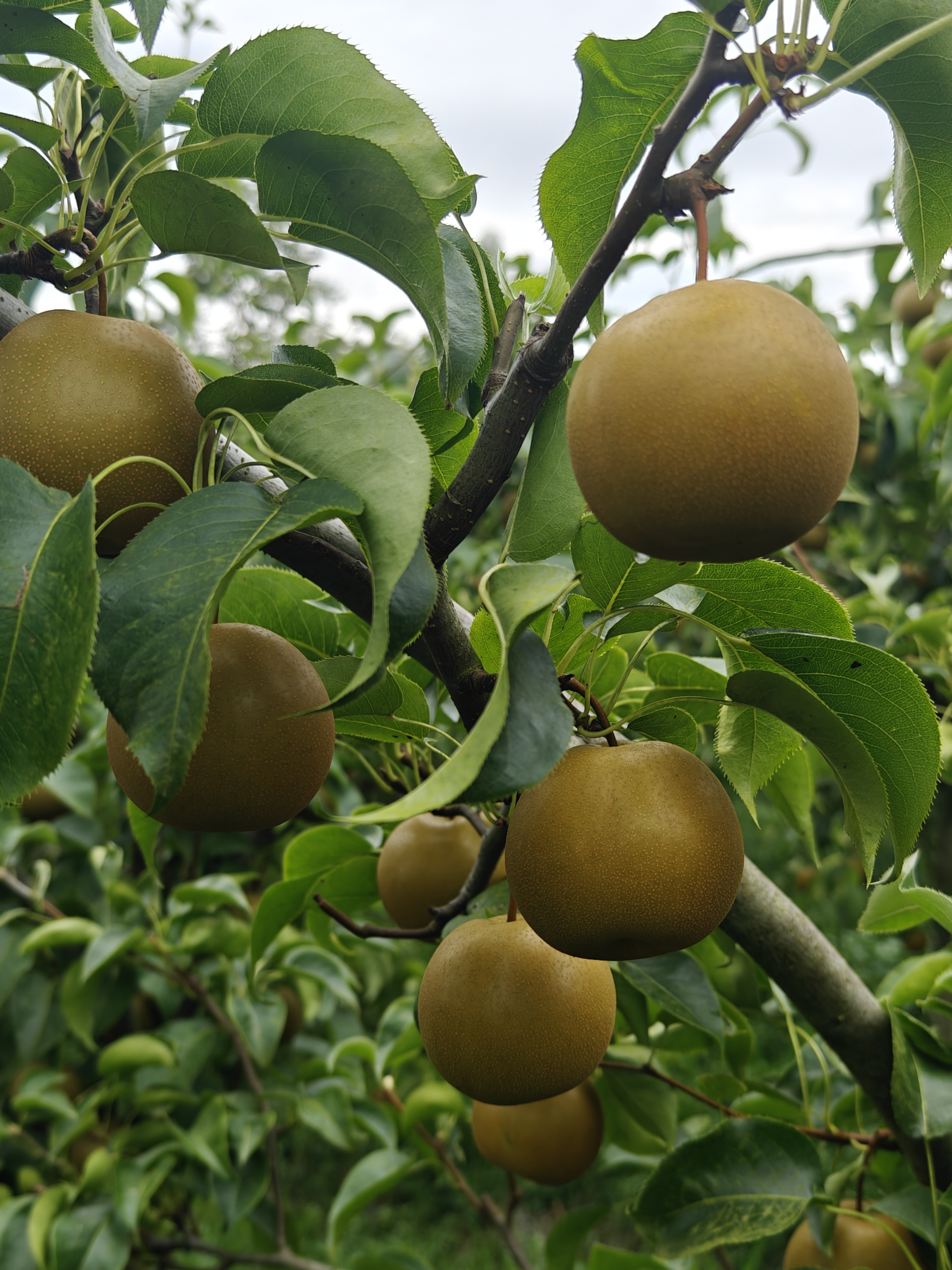 晚秋冠梨是一个晚熟梨新品种,四川地区海拔500米9月份成熟,大果形沙梨