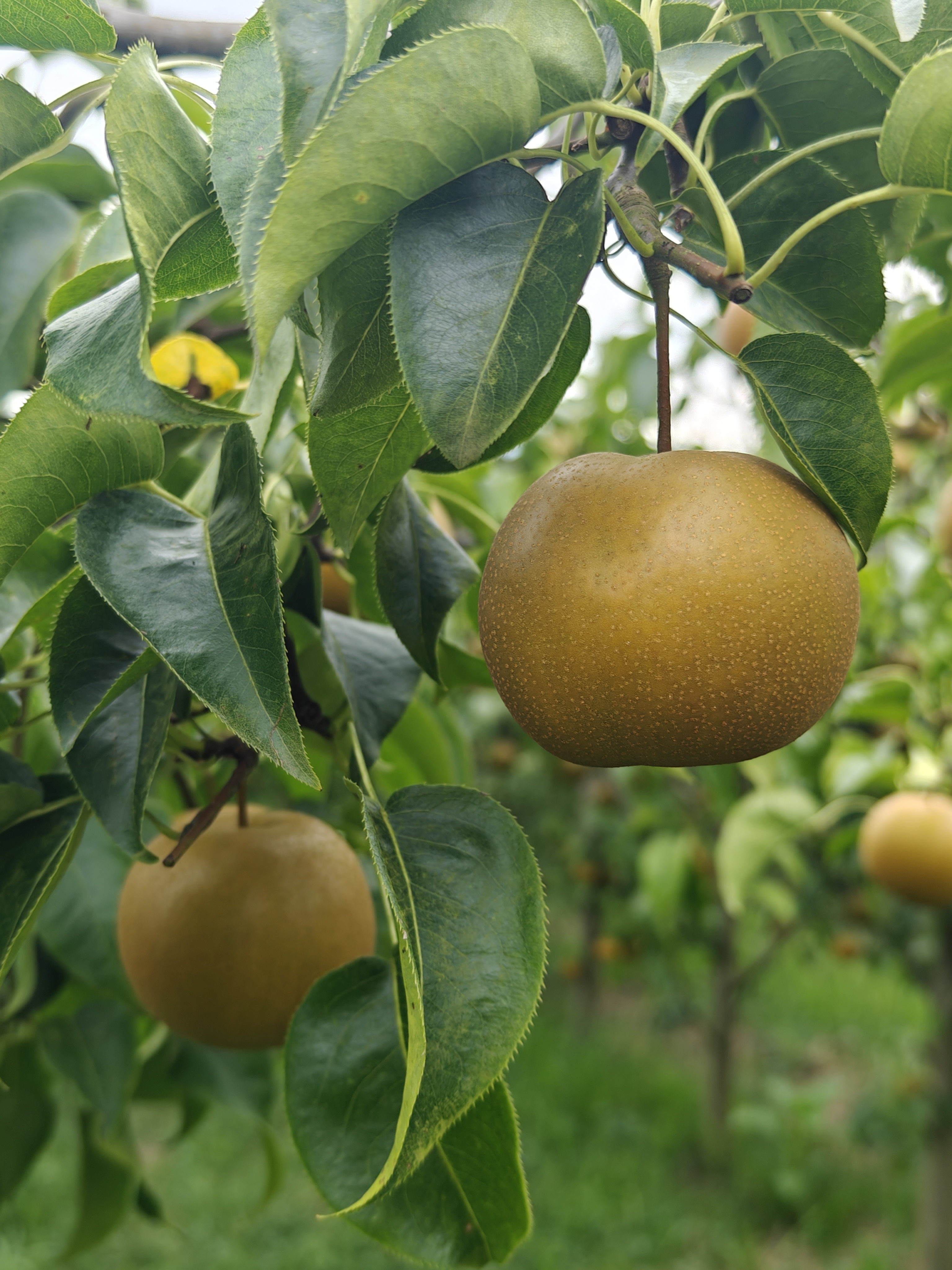 晚秋冠梨是一个晚熟梨新品种,四川地区海拔500米9月份成熟,大果形沙梨