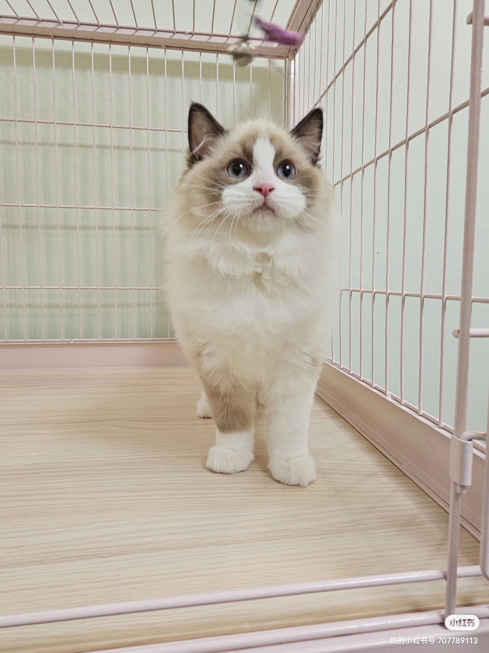 这只小猫猫站在笼子里,看起来有些小小孤独和无助