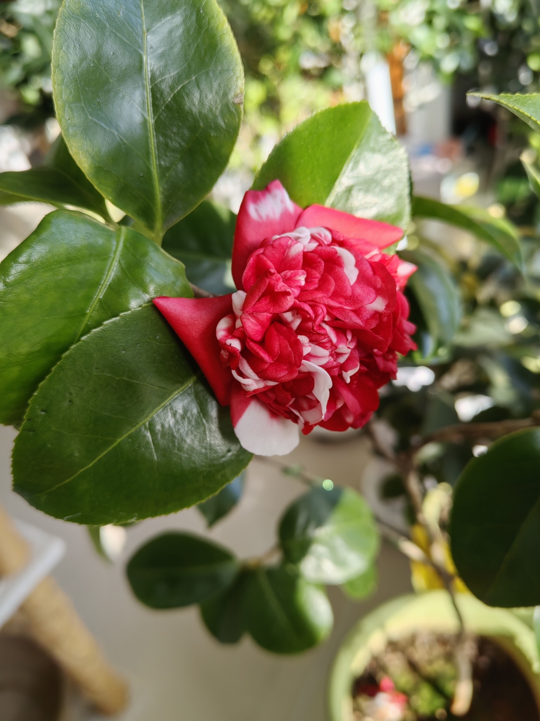 花佛鼎今年最后一朵花不愧是名品花朵雍容典雅非常喜欢