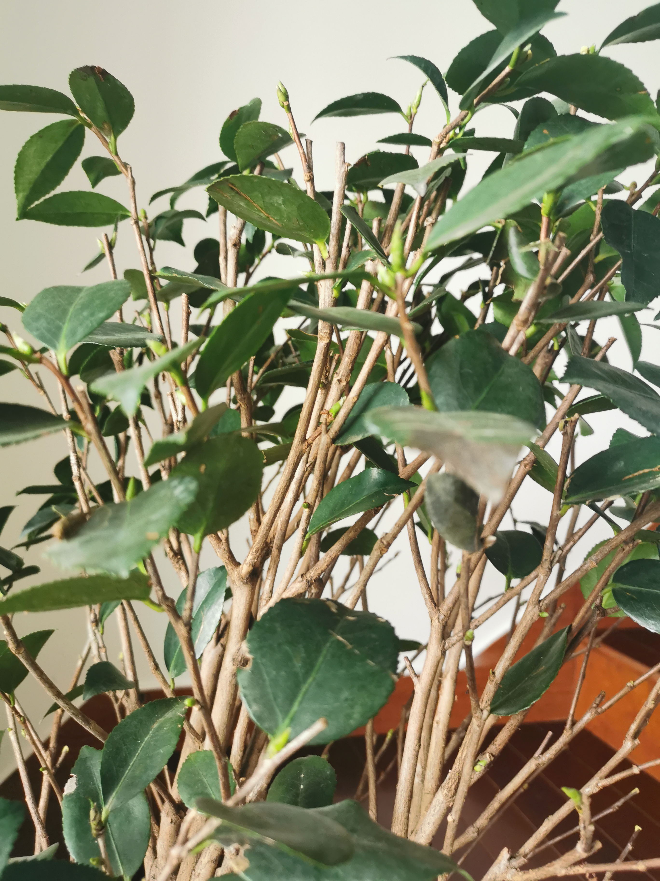 4月份换盆的茶花一直掉叶子,同时还不停的冒芽点,就是长不出来,没办法
