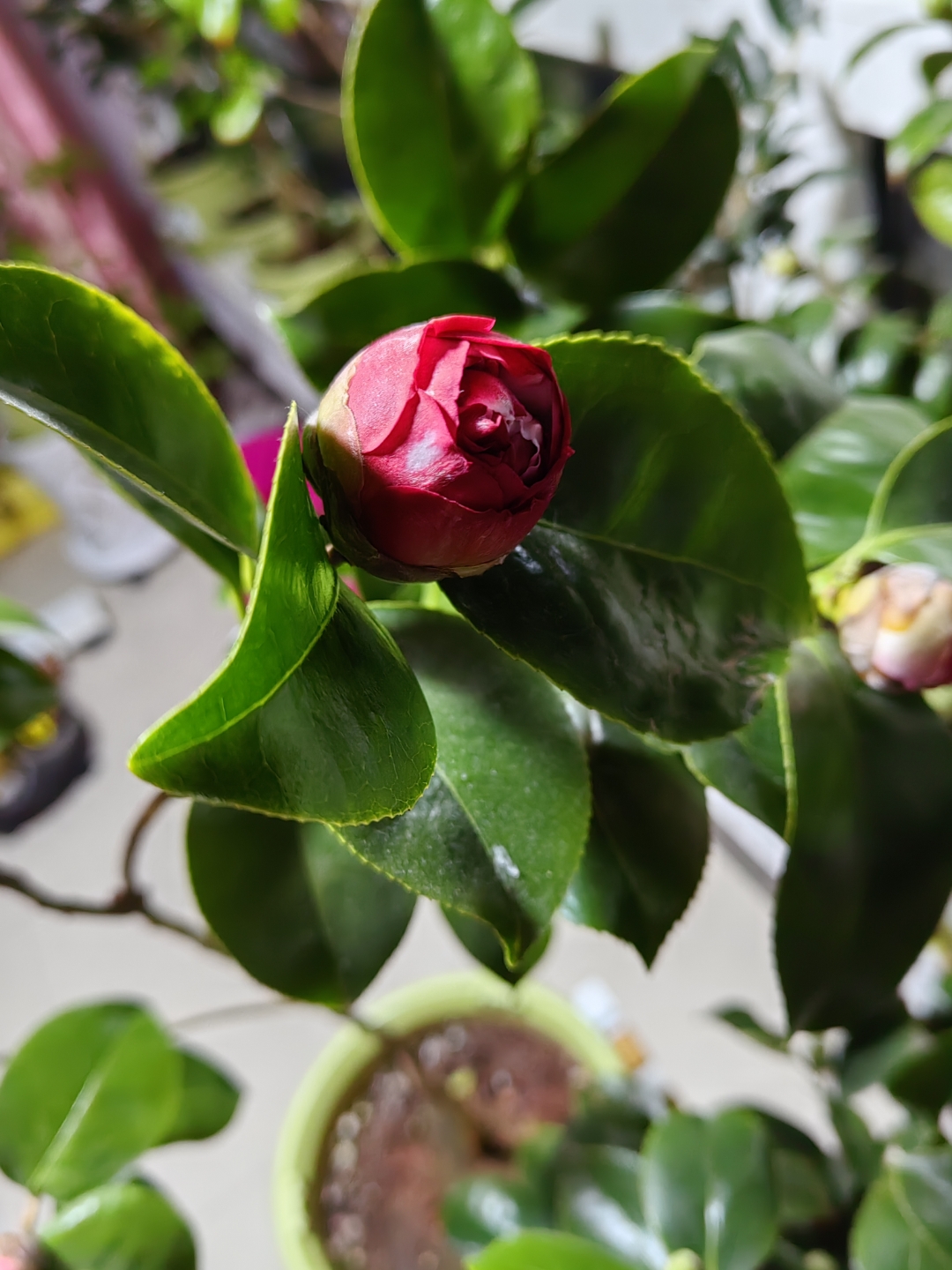 名品茶花:花佛鼎,托桂型,花瓣蜡质感强,花朵颜色绚丽,精致优雅,很美