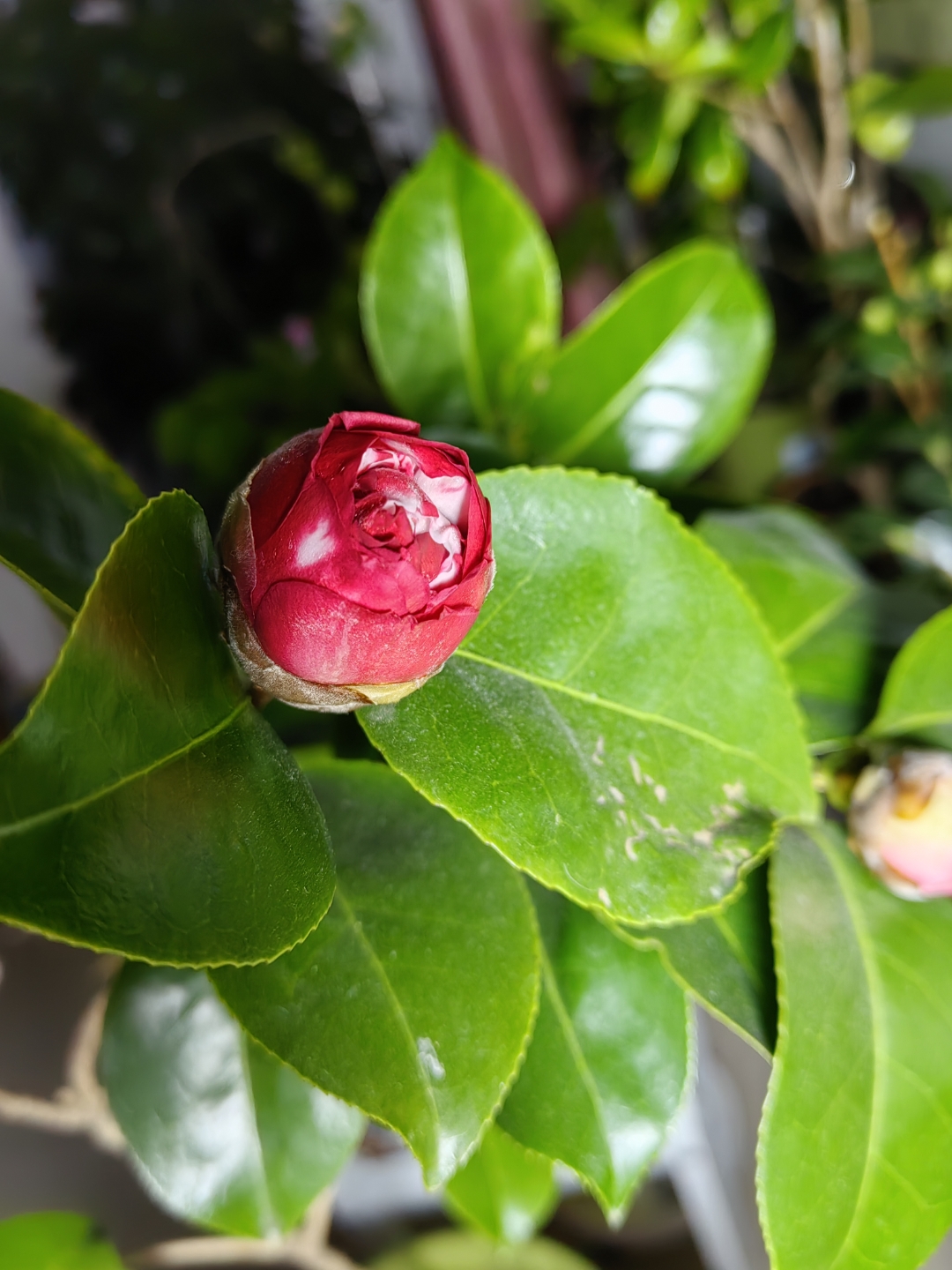 名品茶花花佛鼎托桂型花瓣蜡质感强花朵颜色绚丽精致优雅很美