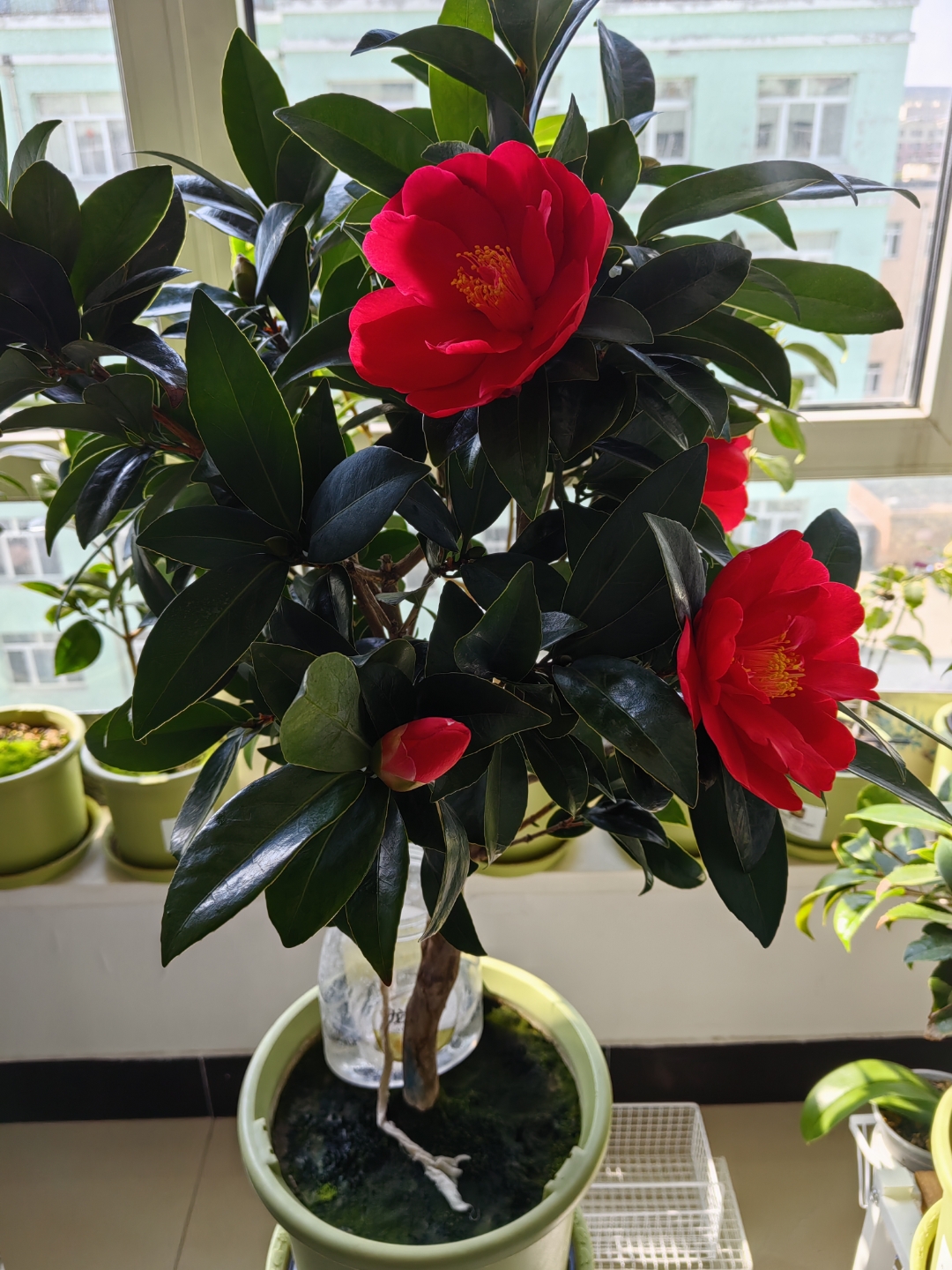 四季茶花开