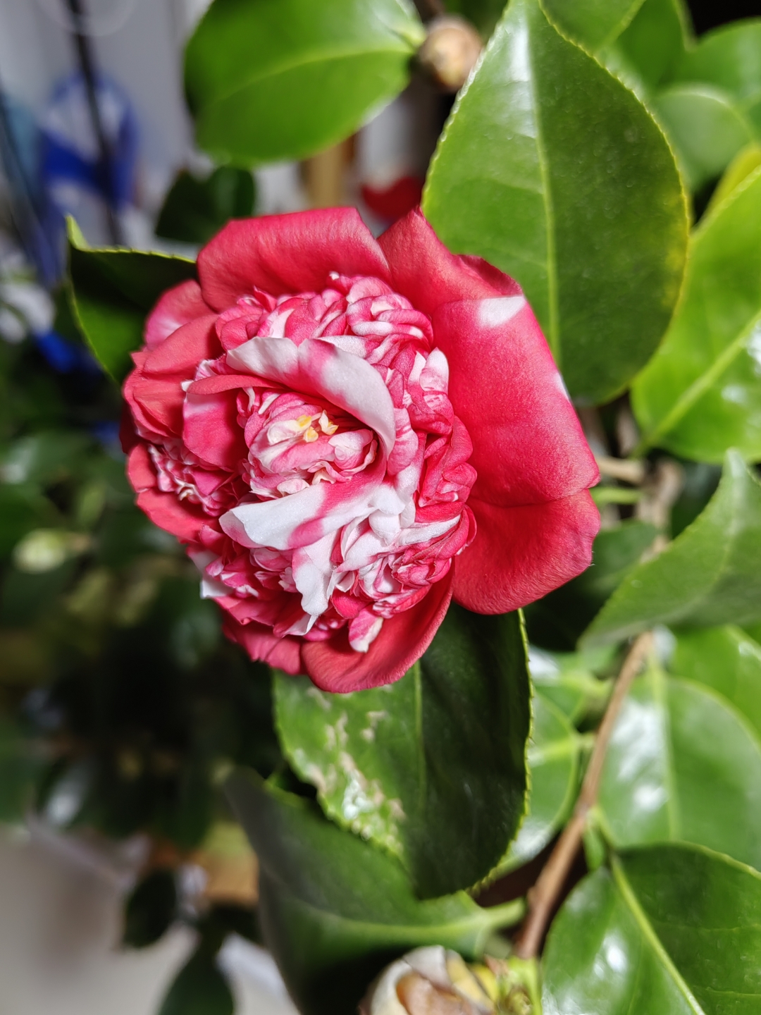 名品茶花:花佛鼎,托桂型,花瓣蜡质感强,花朵颜色绚丽,精致优雅,很美