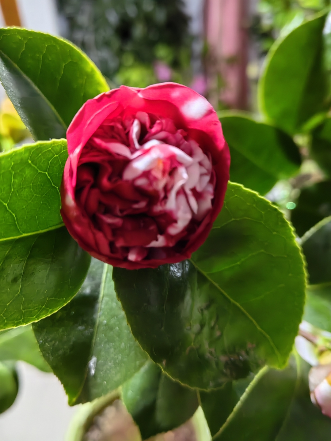 名品茶花:花佛鼎,托桂型,花瓣蜡质感强,花朵颜色绚丽,精致优雅,很美
