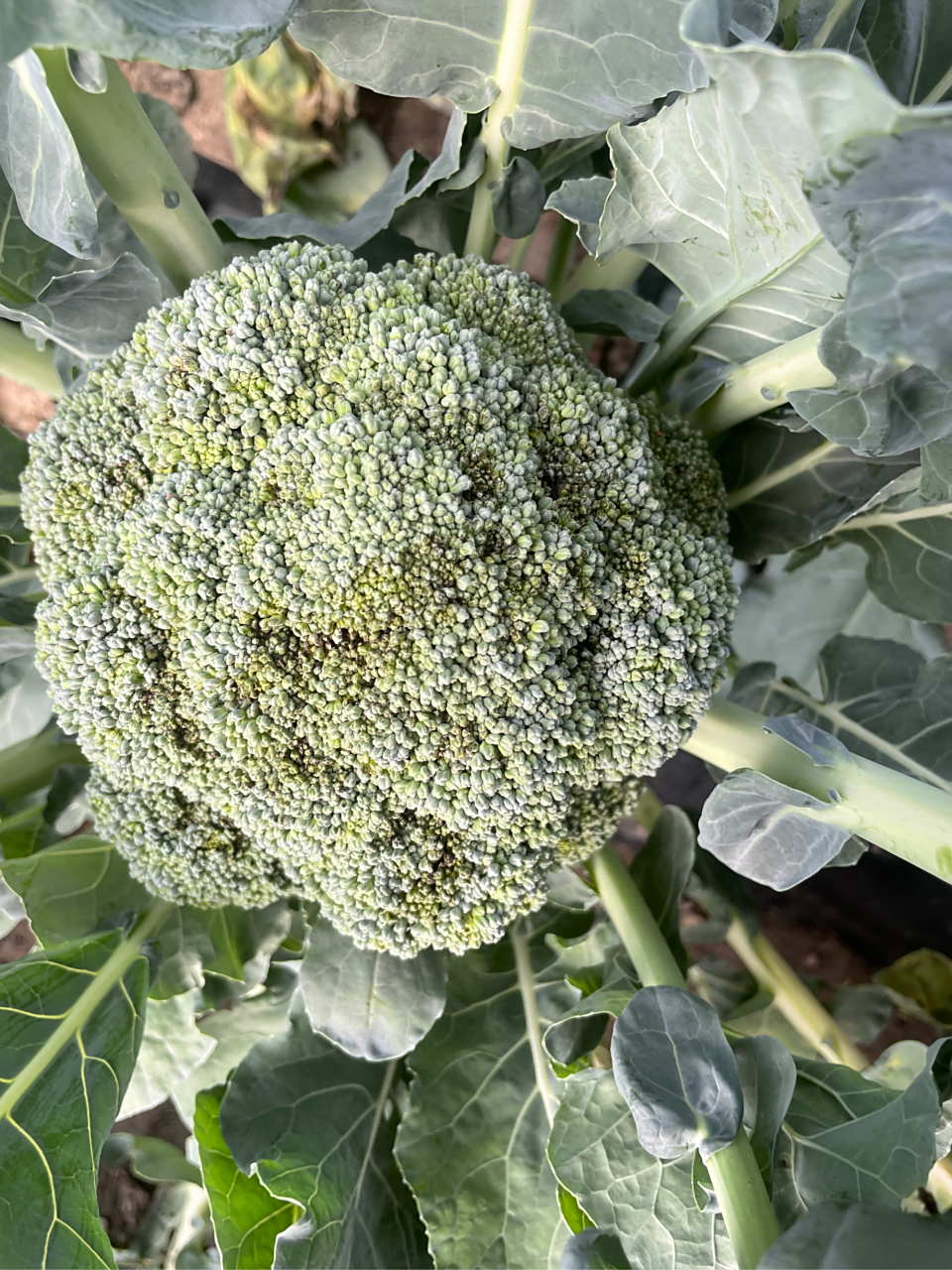 哪位植物医生看看西兰花烂头怎么回事