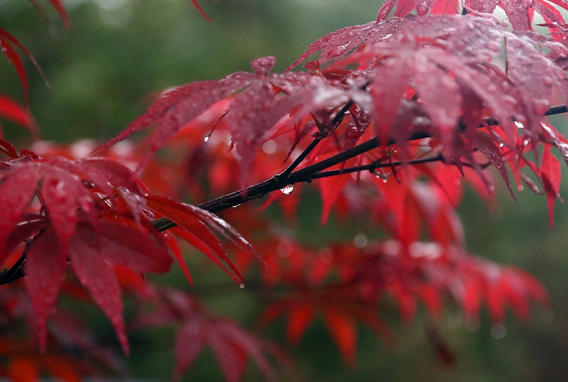 枫叶上的雨滴唯美图片图片