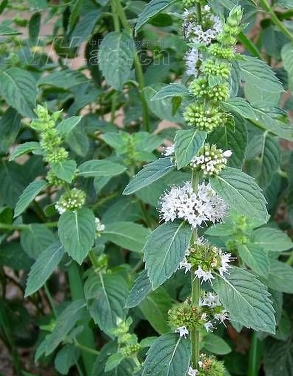 薄荷 薄荷是多年生草本的宿根植物,别名是"野薄荷"和"夜息香",还有一