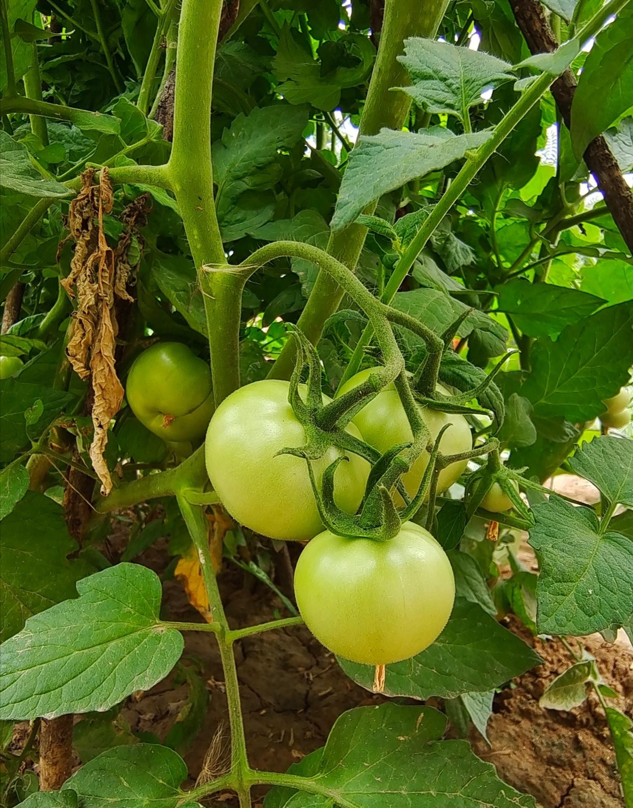 村子里的人总说,西红柿难种,刚结果叶子就皱了,苗也萎缩得像"矮子病".