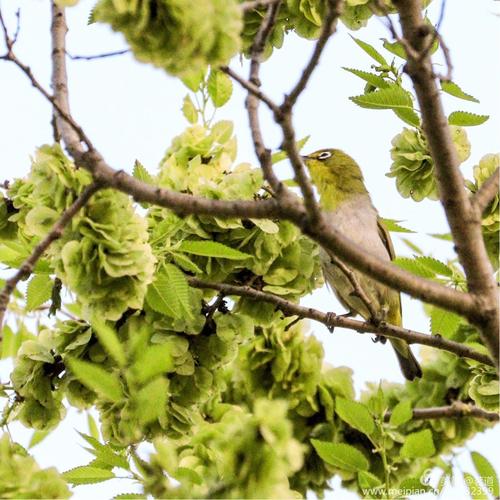 厉 春风厉,摇得万株新丽,短苇野塘凫戏水,风剪丝萦艺 树上榆钱串蒂,薄