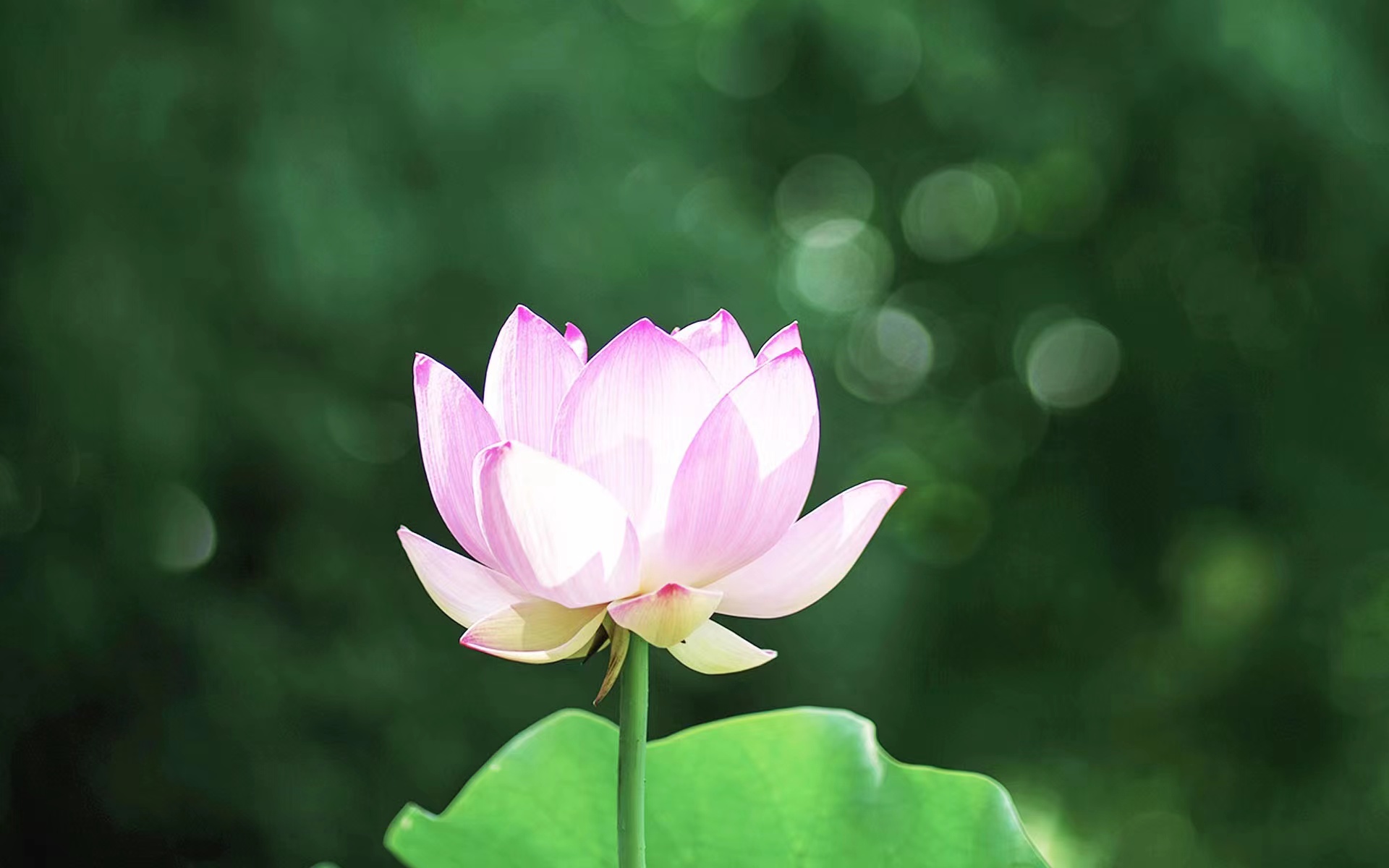 娱乐八卦新闻   1,华晨宇的小女朋友还挺励志的,虽说是网红出身,但是