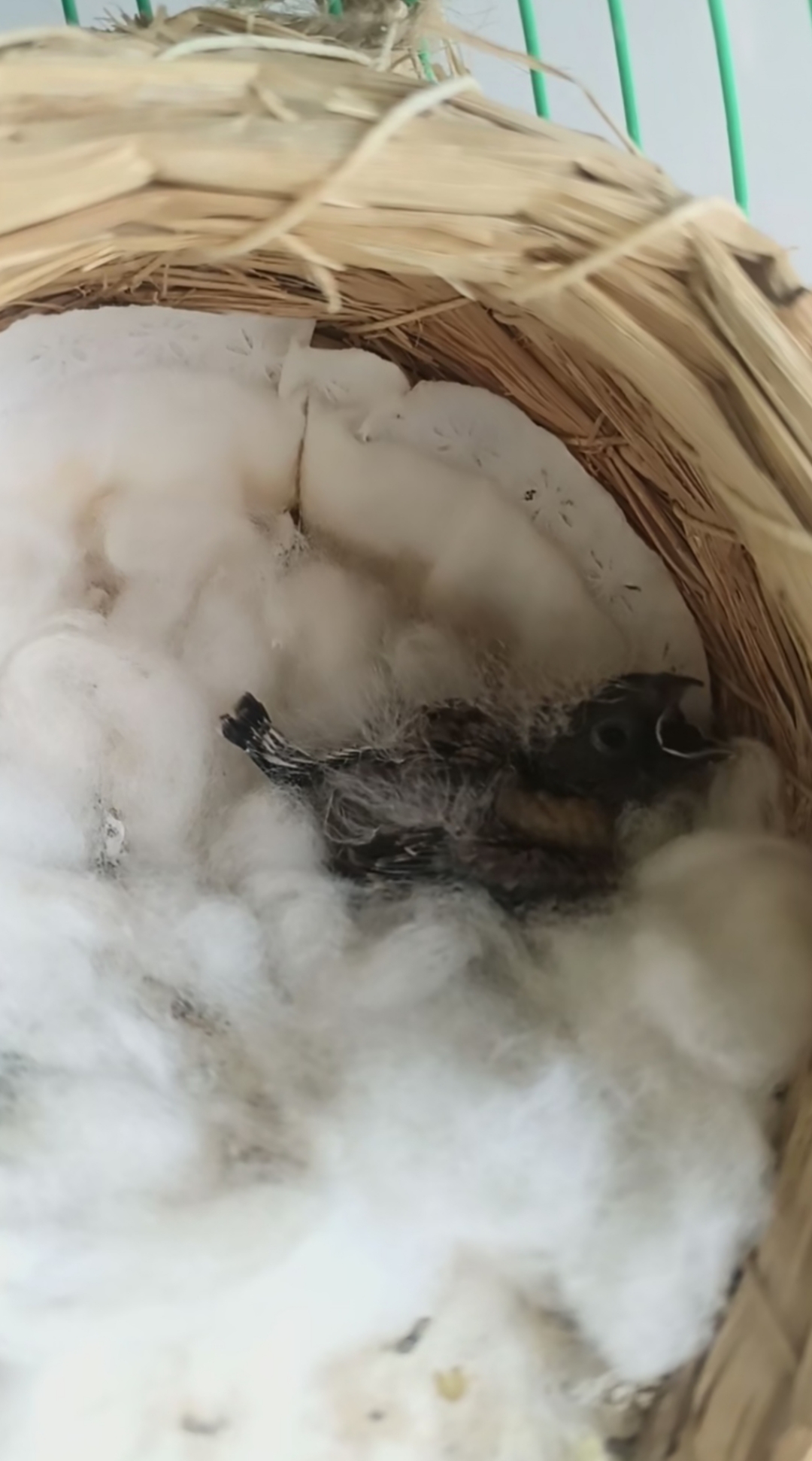 鸟界独生子的好处,三颗蛋就孵出了这一只珍珠鸟宝,拥有鸟爸鸟妈所有的