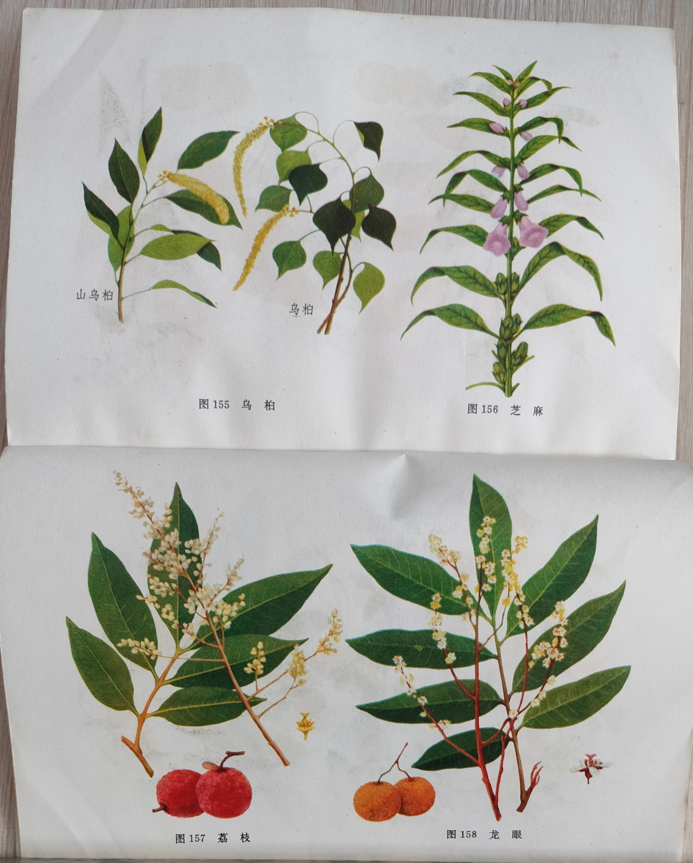 蜜蜂采蜜,主要蜜源植物.#动态连更挑战# #热点引擎计划