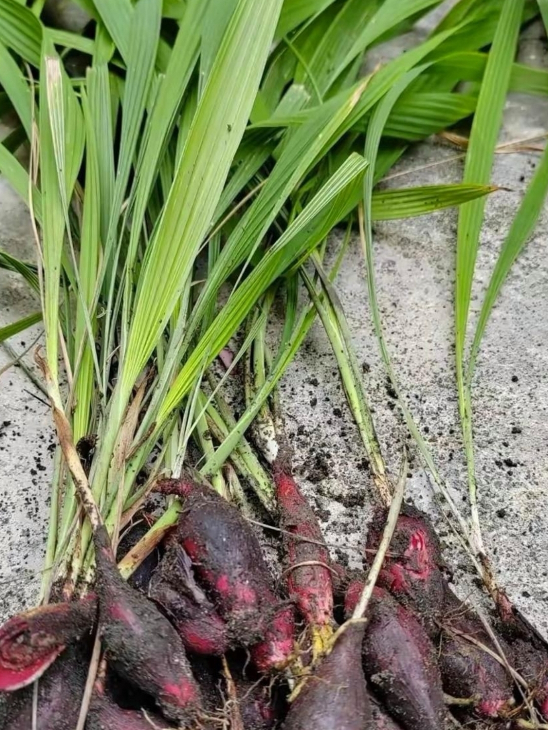 江西街头偶遇小贩叫卖一种奇特的植物红褐色的块根浑圆如珠