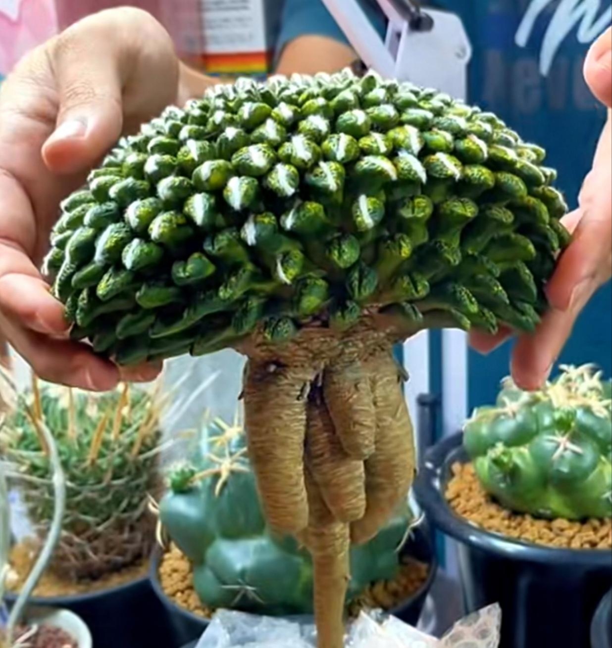 有没有人知道这是什么植物的?