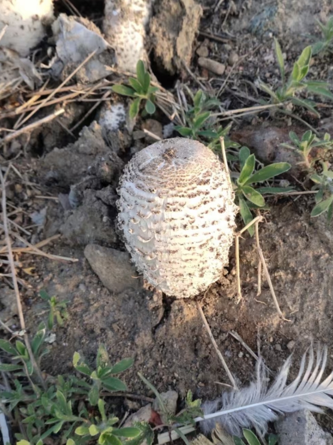 伞盖如艺术雕塑般独特,菌褶泛着罕见的金属光泽