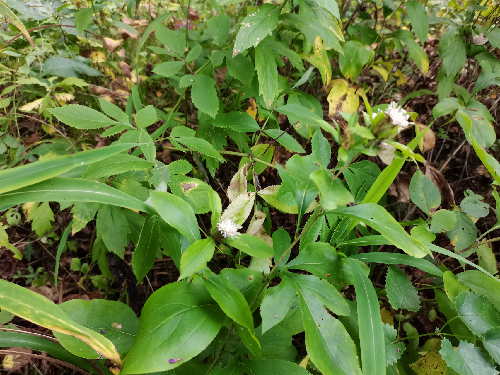 野生苍术,又名枪头菜,苗嫩时可吃.入药部分味辛,苦,性温.