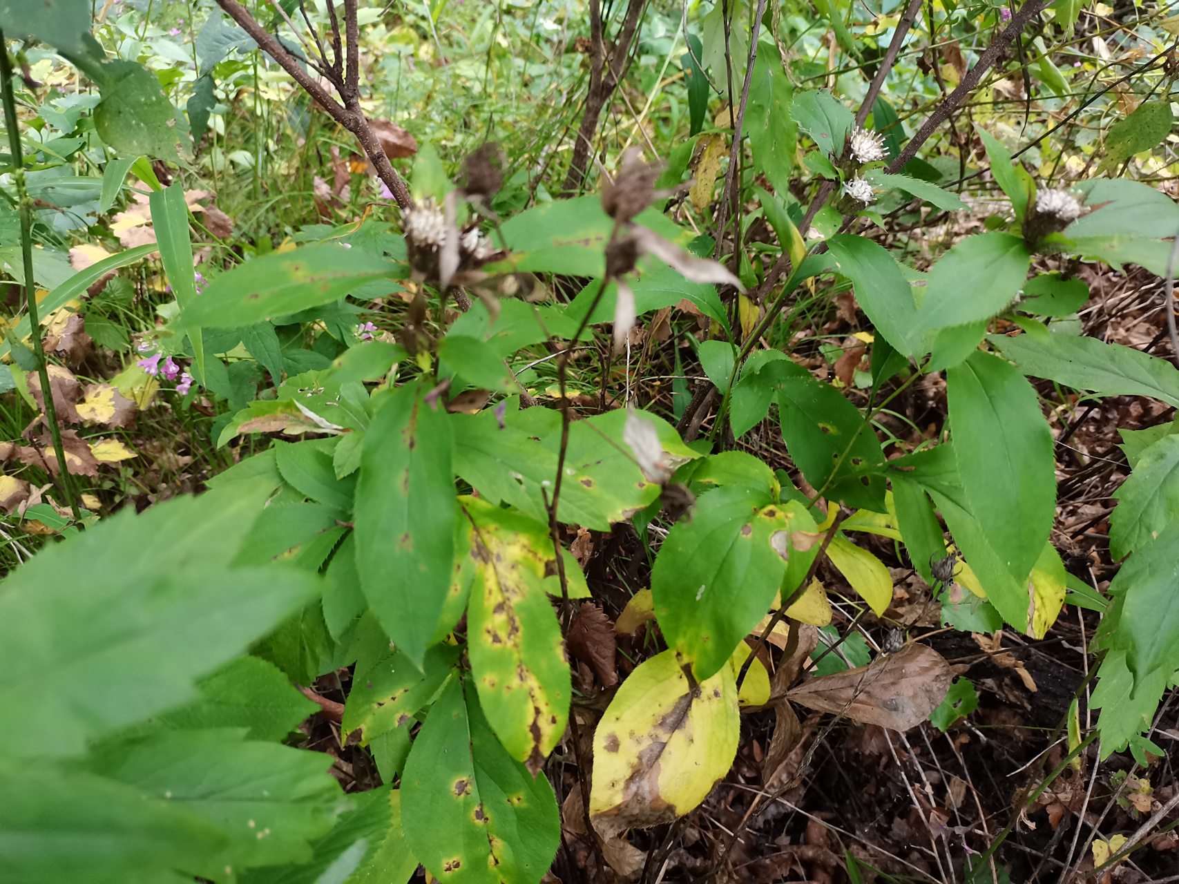 野生苍术,又名枪头菜,苗嫩时可吃.入药部分味辛,苦,性温.