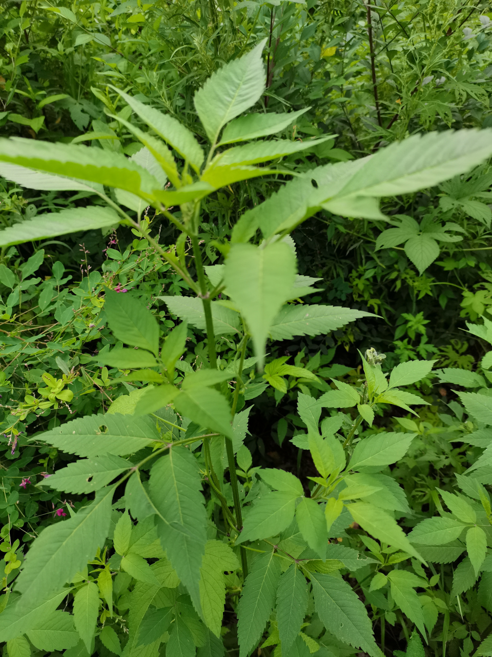 鬼箭草的别名图片