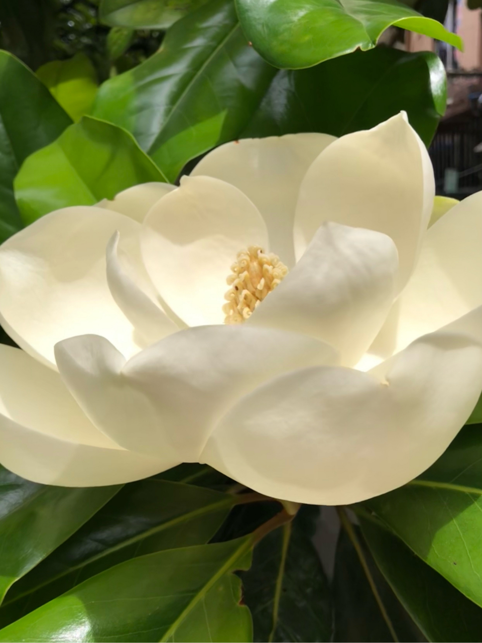 好大一朵 荷花玉兰 盛放中  …05  坐标·白娘娘道场