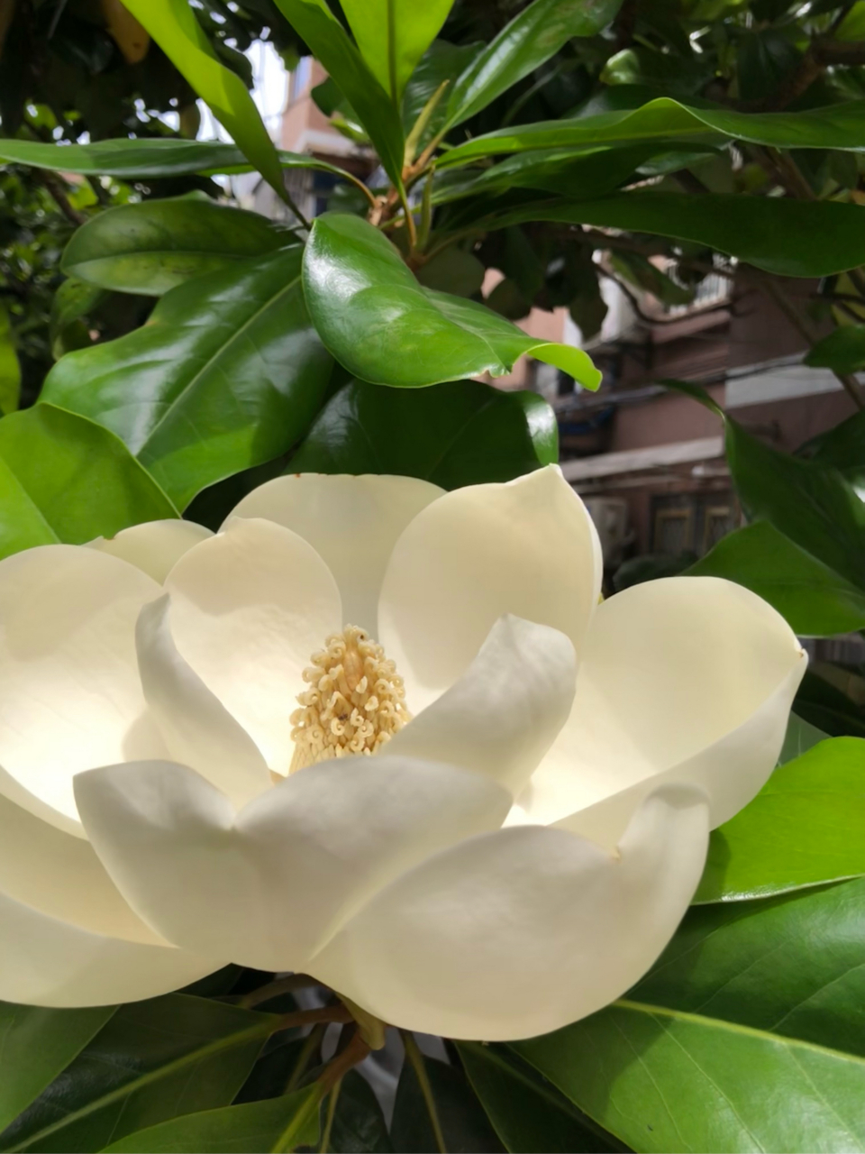 好大一朵 荷花玉兰 盛放中  …05  坐标·白娘娘道场