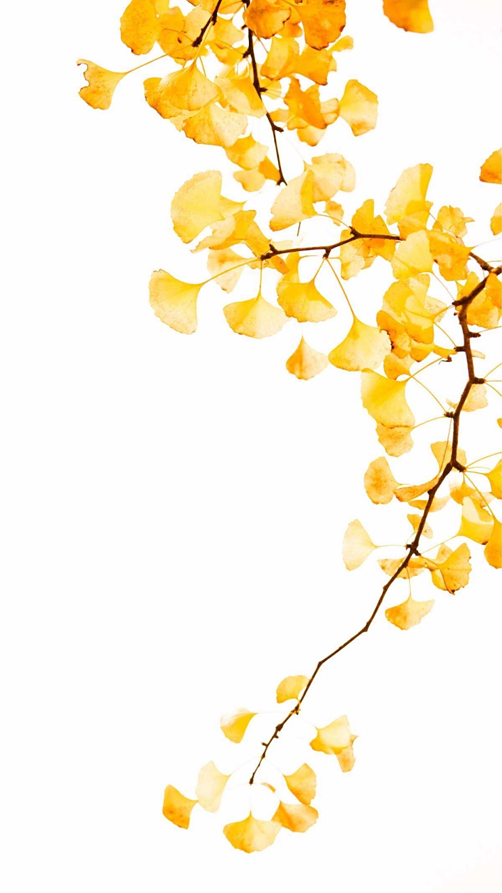 记录美好秋天# 深秋 夜雨 苦咖啡 孤灯 雁鸣 银杏叶 凉了多少心 品出