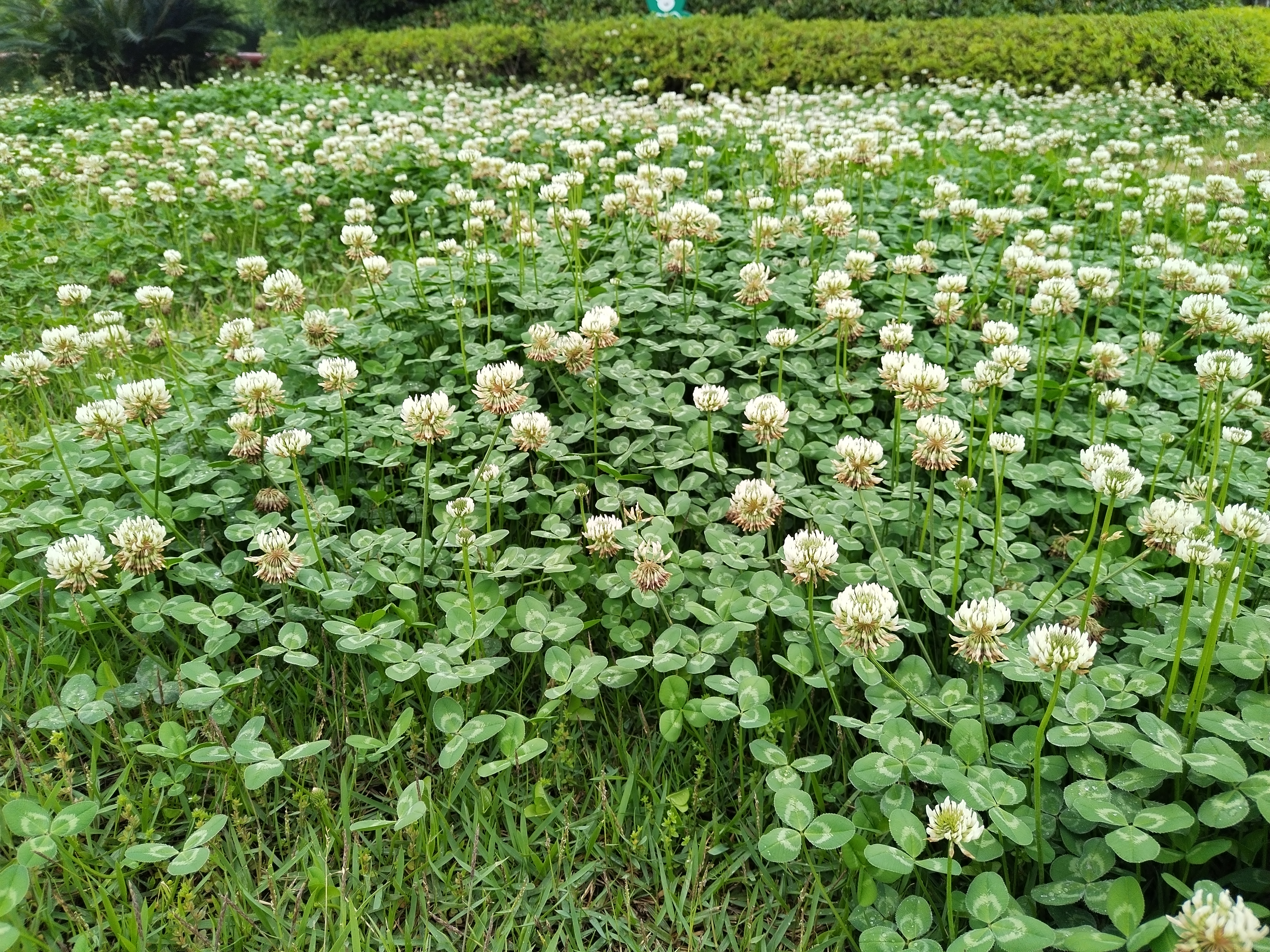 白花三叶草花语复仇图片