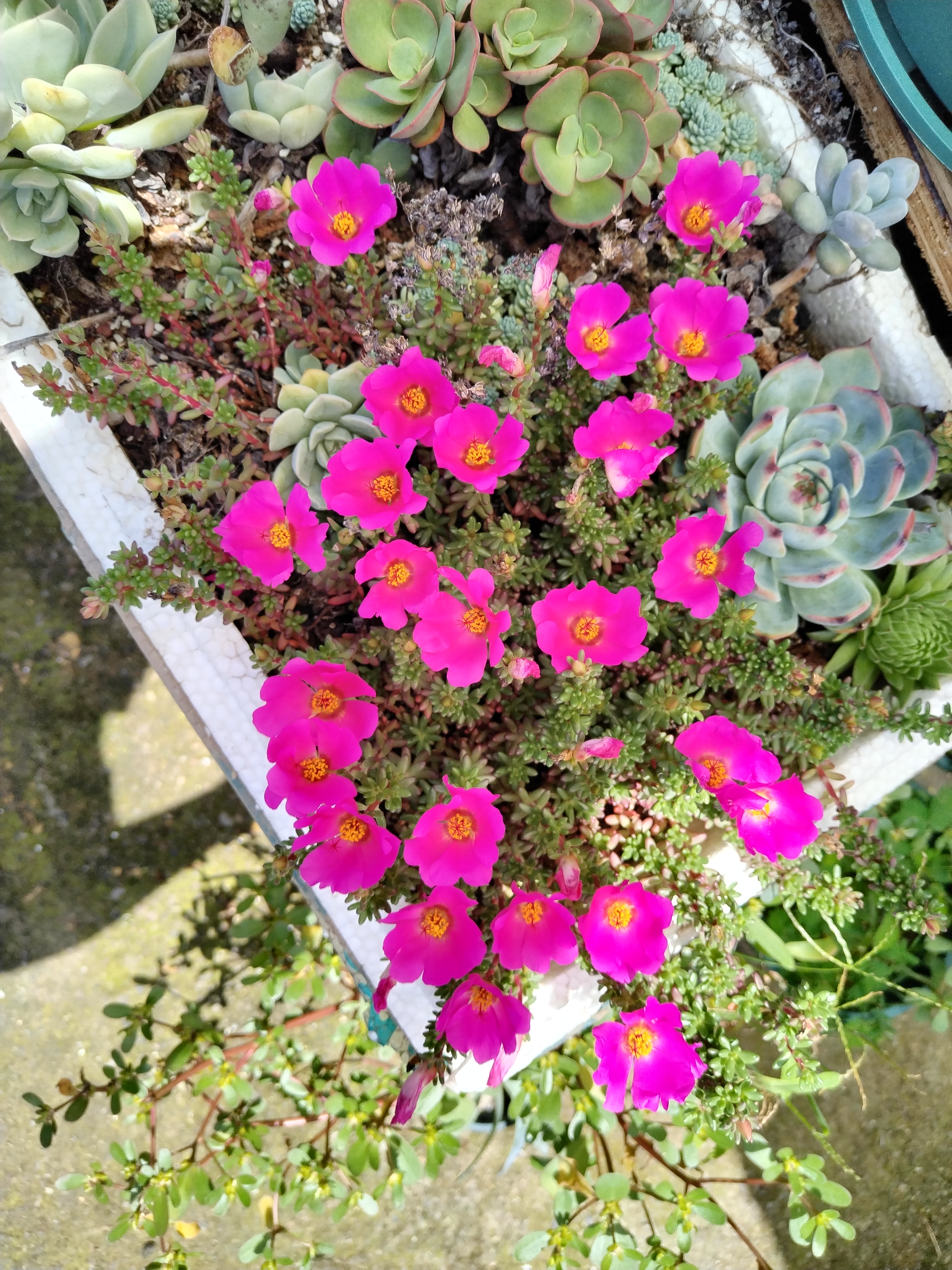 这是我有幸遇到的一次紫米粒群体开花最盛大,最博人眼球的一次,花儿要