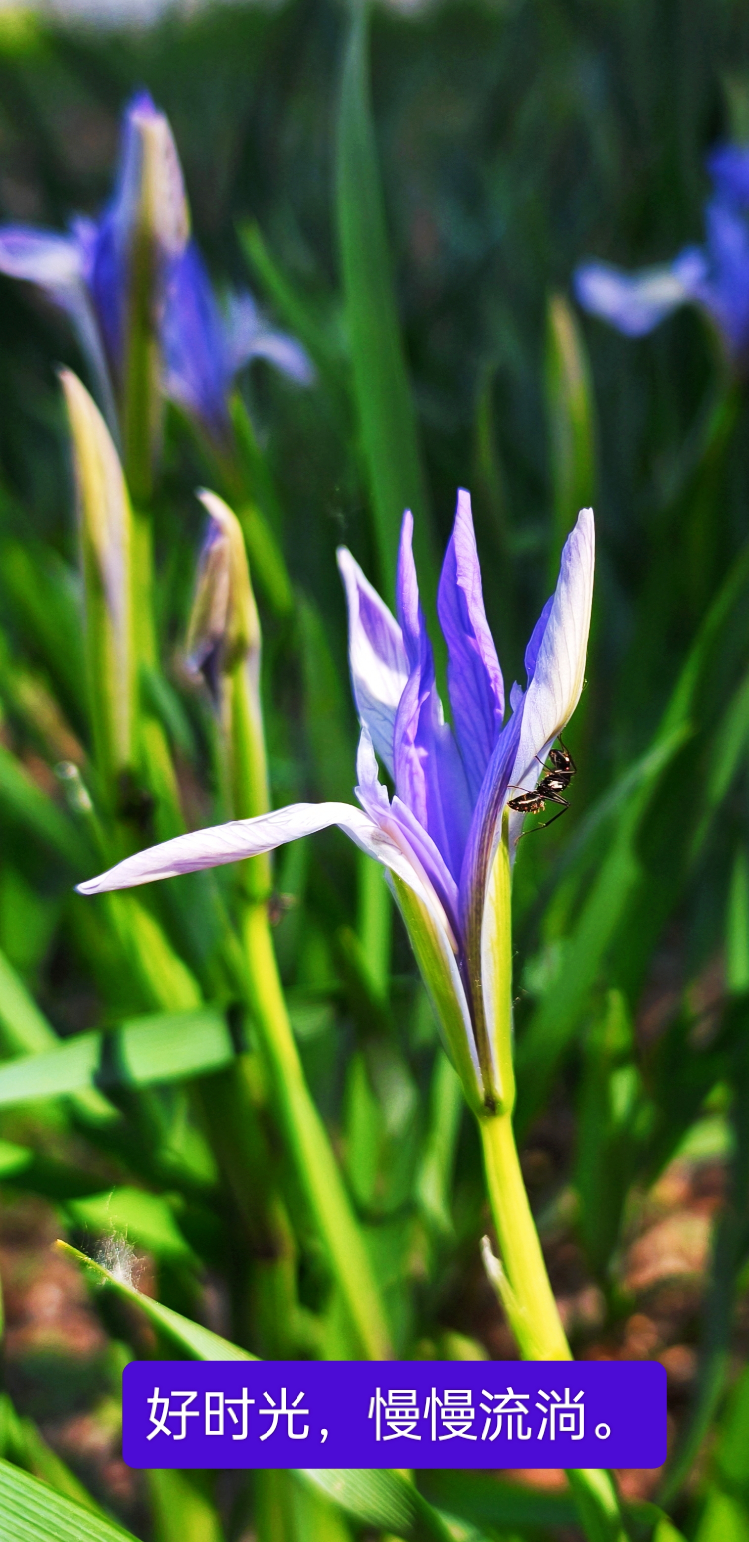 马蔺花,紫色的精灵.