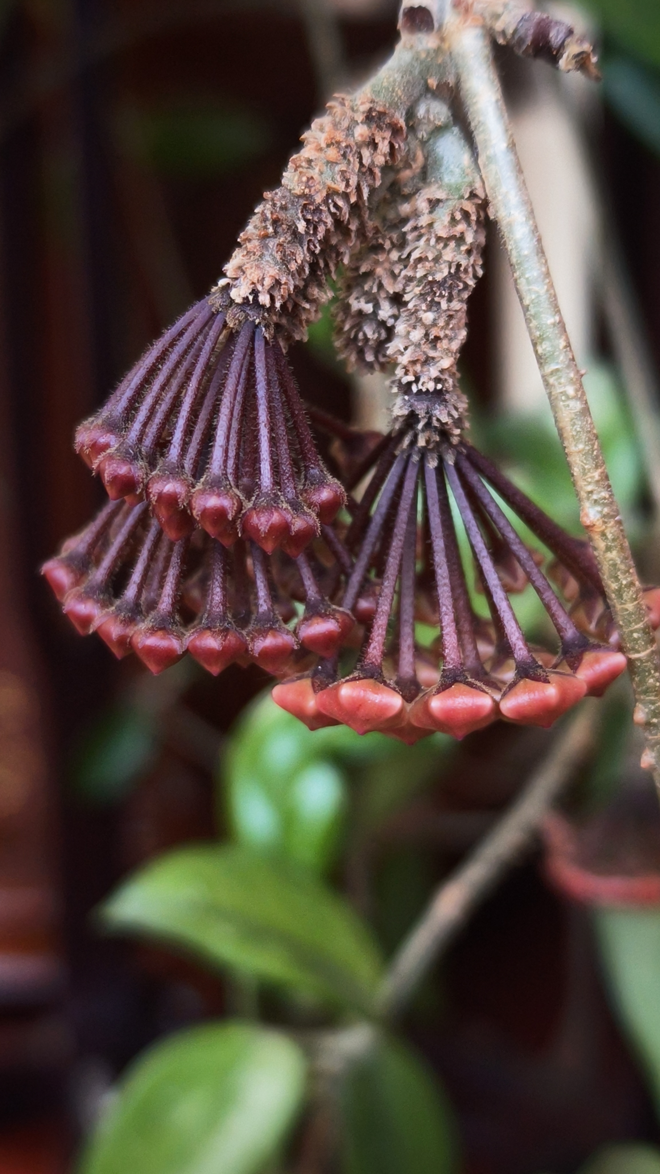 诗意球兰 养花就像养希望,每天都有惊喜