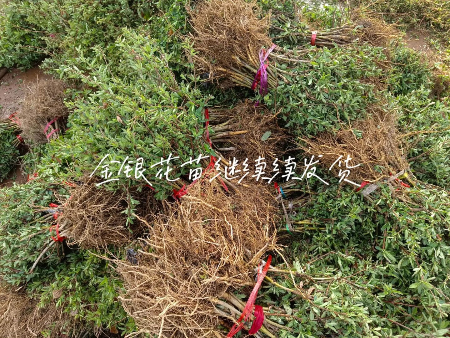 金银花苗