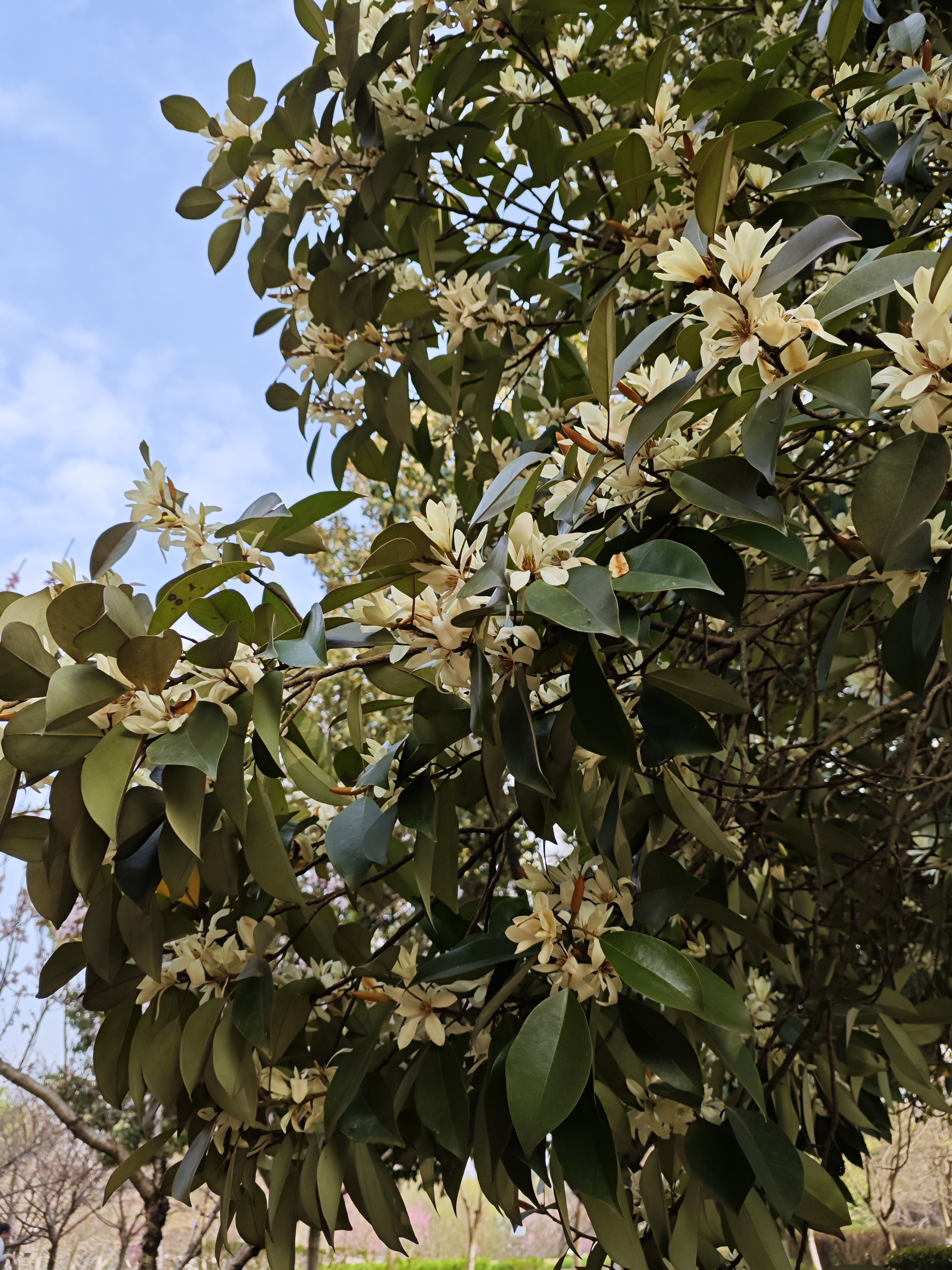 🌸🌸  🌸看这张木兰树的照片,仿佛春天的气息扑面而来.