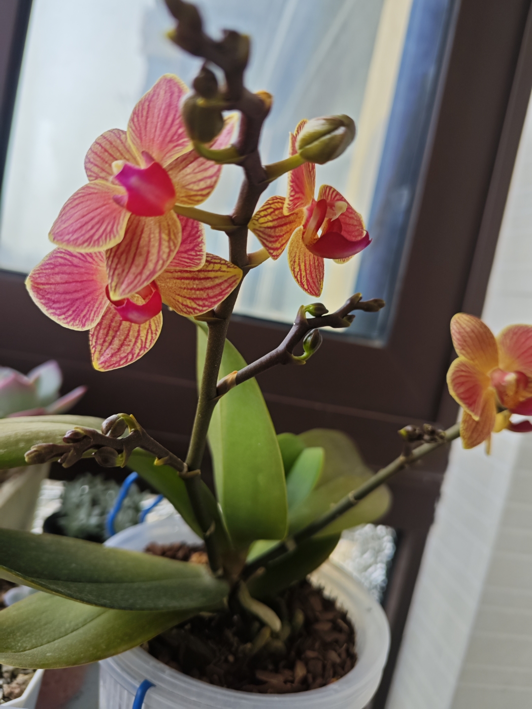 蝴蝶兰日升,三角梅不甜西瓜,金枝玉叶,长寿花,法师沙拉碗,香兰,蝴蝶兰