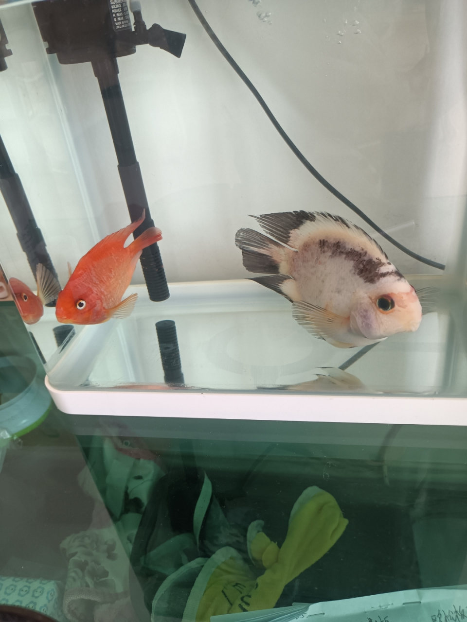 白色的鹦鹉鱼