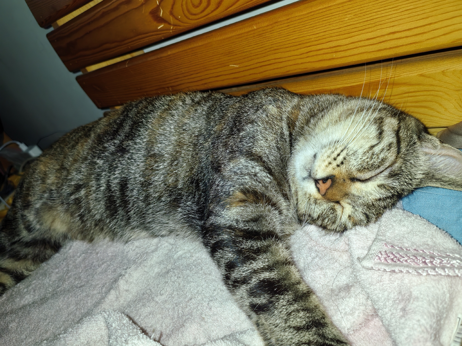 撒娇小猫有好命(一)  我家里四只猫,最会撒娇的就是老二安安,每天清晨