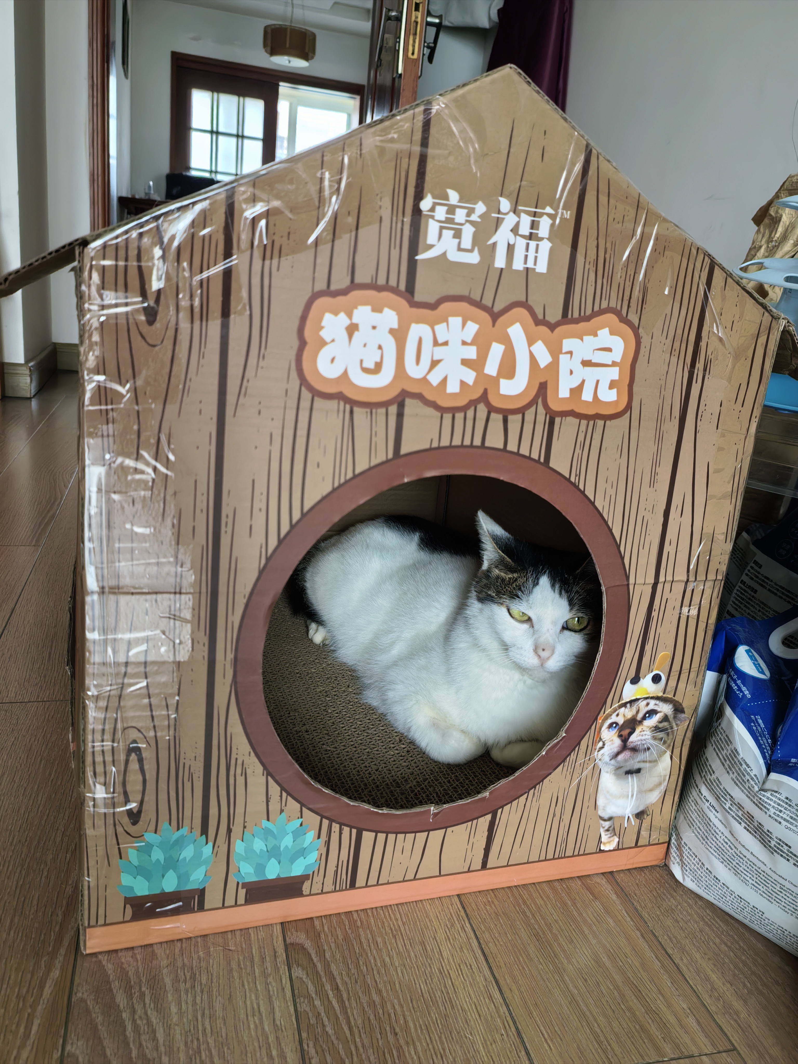 流浪猫和家养猫真的不一样