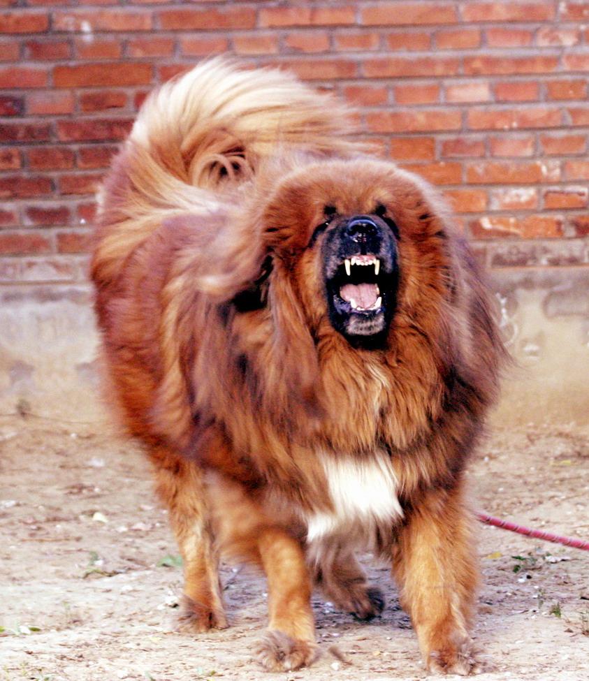 之后,三哥怎么逗藏獒,藏獒都不咬人.