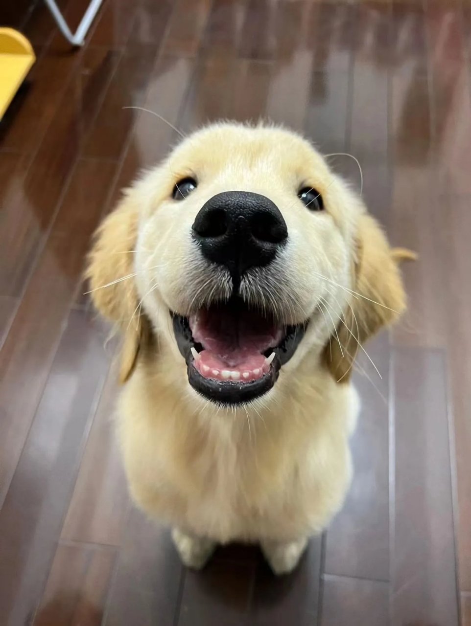 摸我!快摸我 3.想让狗狗少生病:自己煮狗饭 4.