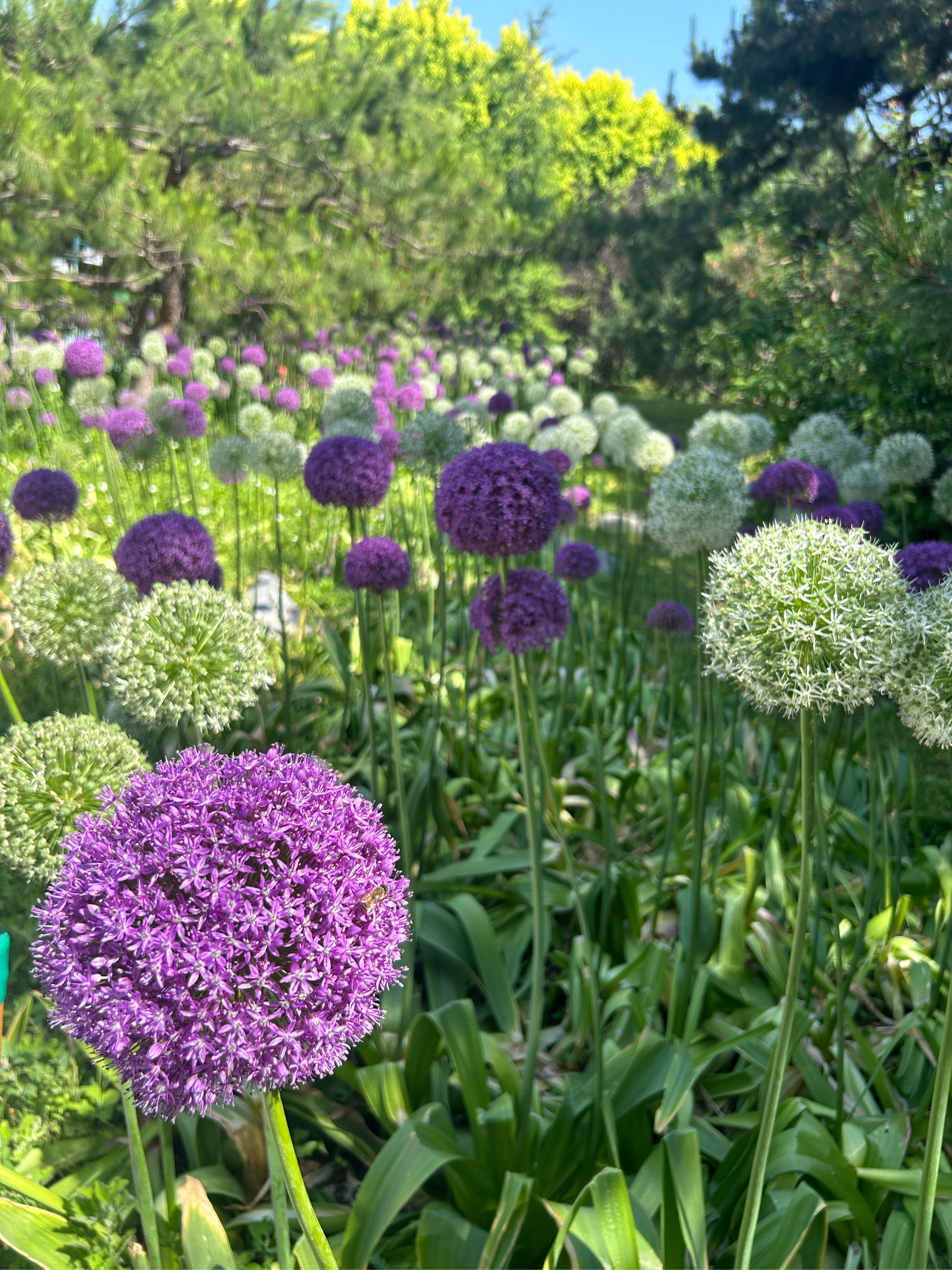 大薸开花图片