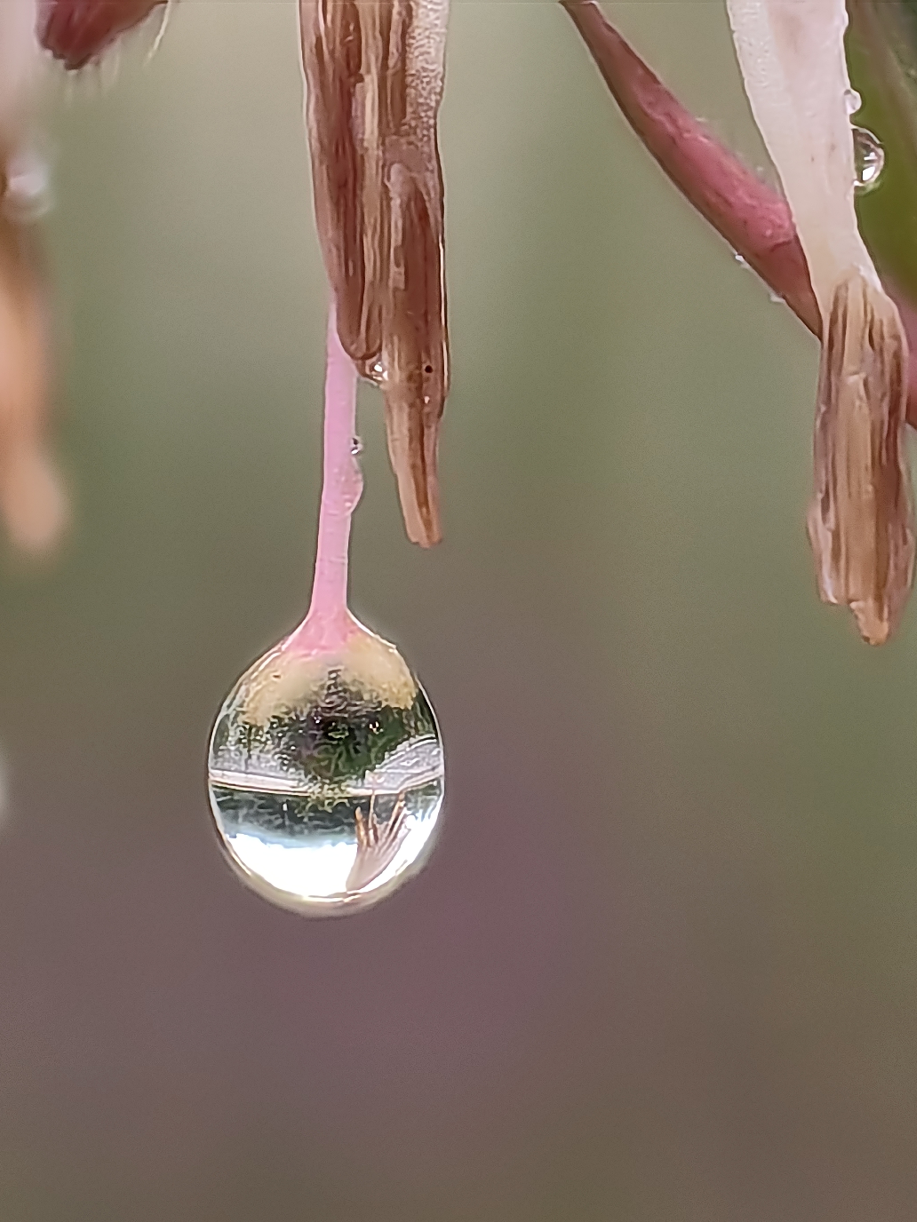 雨后花朵水珠的图片图片